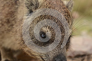 A close up photo of a hyrax.