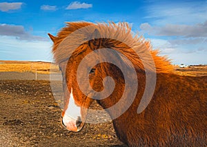 Close-up photo of an Icelandic horse in a pasture. Brown horse in a valley against a cloudy sky. Scenic view of the