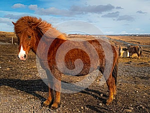 Close-up photo of an Icelandic horse in a pasture. Brown horse in a valley against a cloudy sky. Scenic view of the