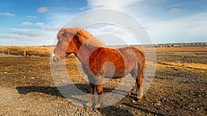 Close-up photo of an Icelandic horse in a pasture. Brown horse in a valley against a cloudy sky. Scenic view of the