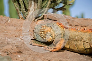 Close up photo of Iguana, also known as the American iguana