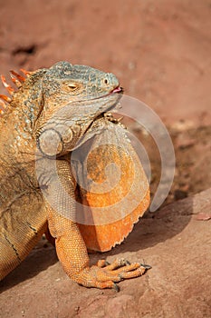 Close up photo of Iguana, also known as the American iguana
