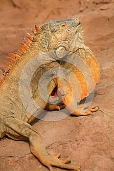 Close up photo of Iguana, also known as the American iguana, is a large, arboreal
