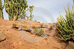 Close up photo of Iguana, also known as the American iguana, is a large, arboreal