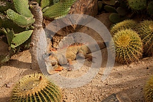 Close up photo of Iguana, also known as the American iguana, is a large, arboreal