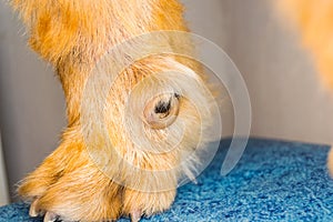 Close-up photo of an Ingrown nail of the dewclaw