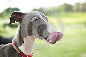 Close up photo of Italian Greyhound puppy with red collar sitting in the summer park.