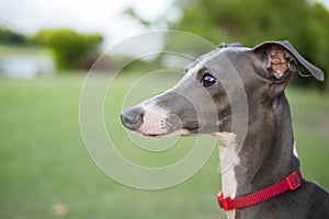 Close up photo of Italian Greyhound puppy with red collar sitting in the summer park.