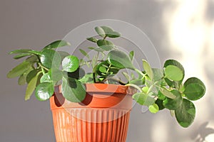 Close-up photo of Kalanchoe. Plant in a pot on a neutral light background