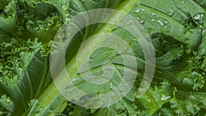 Close-up photo of kale photo