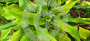 close up photo of kencur leaves which are efficacious for the health of the body