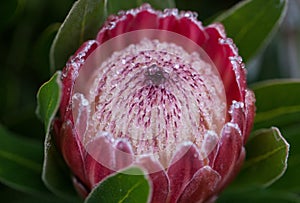 Close up photo of king large red protea flower with a lot of rain drops. Australia protea