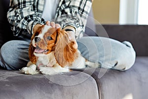 Close-up photo of king spaniel lying on sofa relaxed, cropped female owner stroking