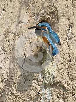 Close-up photo of kingfisher starting out of the nest.