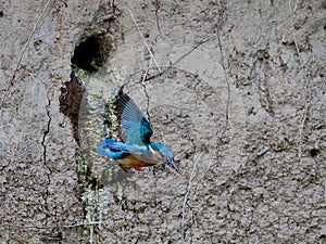 Close-up photo of kingfisher starting out of the nest.