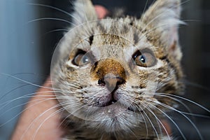 Close-up photo of a kitten with angioedema photo
