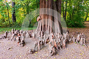 Close up photo of the knees and the trunk of a bald cypress Taxodium distichum