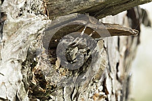 Close-up photo of a large spider Araneus Araneus circe hiding under a pine branch photo