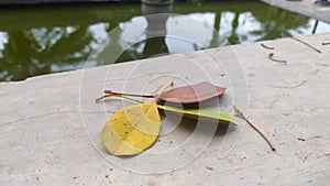 Close-up photo of leaf objects lined up in different colors