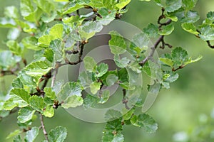 Leaves of an Antarctic Beech, Nothofagus antarctica