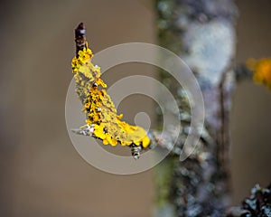 Close-up photo of a lichen on a tree