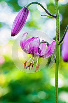 Close up photo of Lilium martagon or Turk`s cap lily.