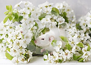 Close-up photo of litle cute white rat in Beautiful Flowering Cherry Tree branches