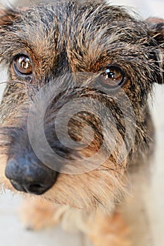 Close-up photo of little dog, breed Wirehaired Dachshund, select