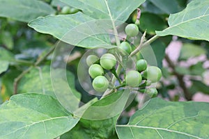 Close-up photo of a lot of green eggplants, lots of fruit, growing organic vegetables