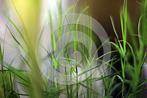 Close up photo of lush green grass around flower plants.