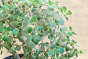 Close up photo of lush green leaves on the top half of an immersive Aichryson plant