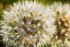Close up photo, macro shot with details of dandelion flower isolated