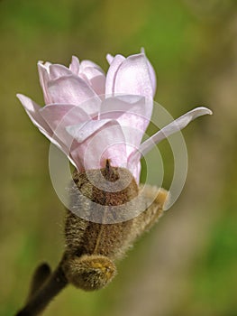 Close-up photo of magnolia bud