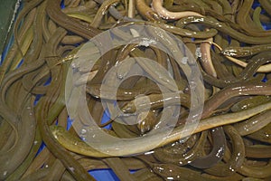 Close-Up Photo Many Brown Eels (Monopterus Albus)