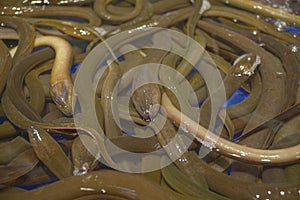 Close Up Photo Many Brown Eels (Monopterus Albus)