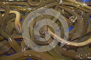 Close Up Photo Many Brown Eels (Monopterus Albus)