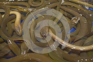 Close Up Photo Many Brown Eels (Monopterus Albus)