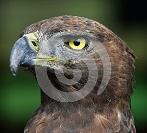 Close-up photo of a Martial Eagle.