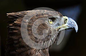 Close-up photo of a Martial Eagle.