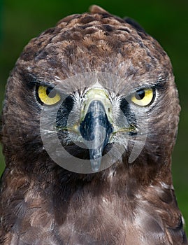 Close-up photo of a Martial Eagle.