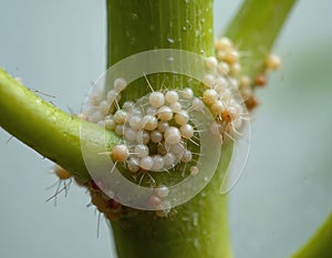 Close-up photo of mealybug colony Pseudococcidae scabies on green plant stem. Insects, pests attacking indoor lemon tree. Plant photo
