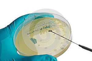 Close up photo of microbiologist hand cultivating a petri dish w