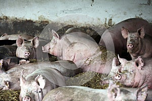 Close up photo of mighty pig sows when laying in the barn