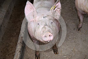Close up photo of mighty sow pig