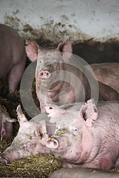 Close up photo of mighty sows when laying in the barn photo