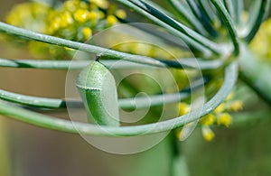 Close up photo of Monarch butterfly green cocoon