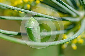 Close up photo of Monarch butterfly green cocoon