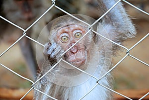 Close up photo of monkey in cage.