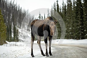 Close up photo of a moose the icy , snowy forest road , Jasper National Park, Canada