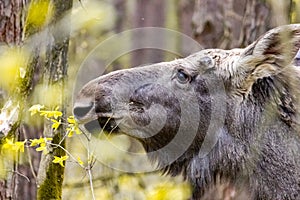 Close-up photo of a moose in the wild.